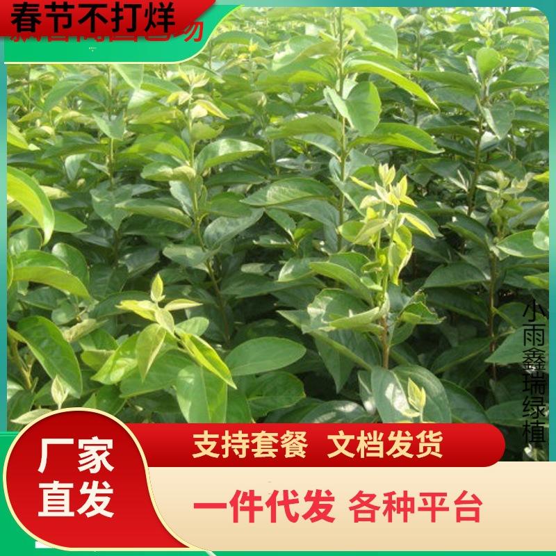 一件代发当年结果柿子苗批发热销 磨盘柿子苗 日本次郎柿子苗价格