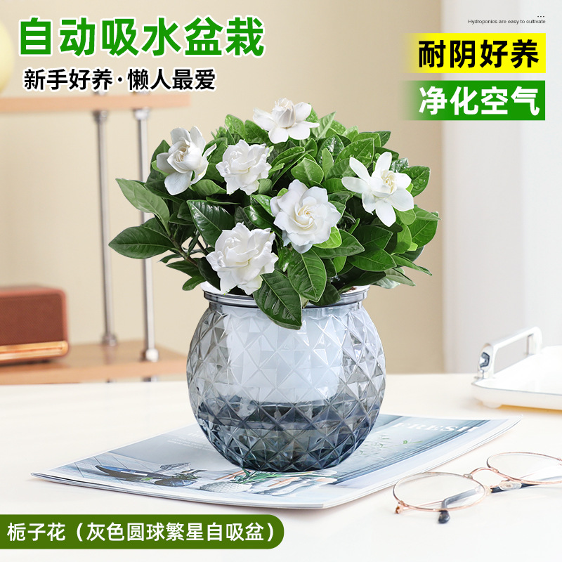 치자나무(회색 볼 별 자동 흡수 대야)