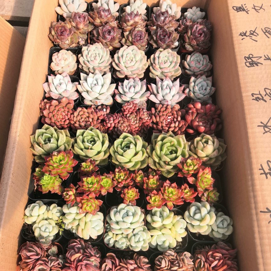 Производитель суккулентов LCL оптом, тепличные посадки, комбинированные готовые горшечные растения LCL