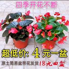 四季海棠丽格海棠花盆栽室内庭院四季开花秋海棠玻璃翠大花重瓣