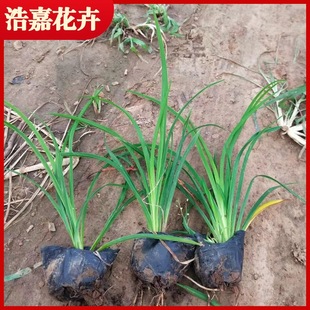 Wholesale Large-Flowered Daylily, Red-Flowered Daylily, Perennial Florals, Large Quantity, More Discounts, Greening Project Seedlings, Courtyard Road Greening