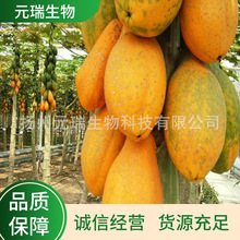 销售木瓜提取液 洗化用品植物提取精华 植物提取液萃取液厂家