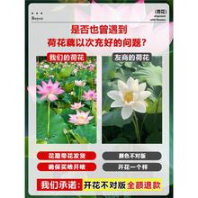 ^pɻˮBʳɏźNɏ˯ɏܷNˮֲ