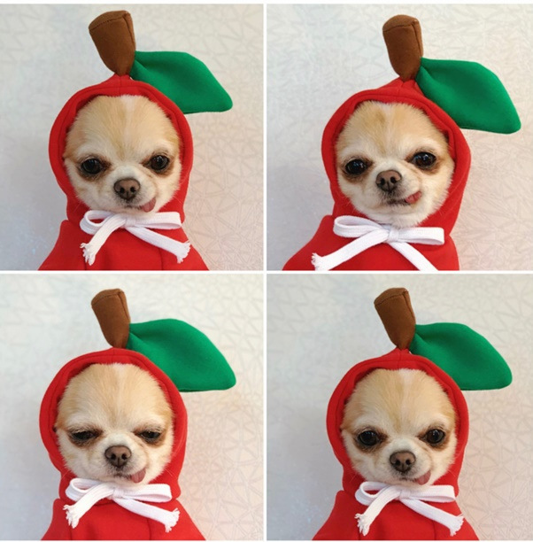 OEM personalizado fruta transformación perro gato pequeño mediano grande perro Otoño e Invierno suéter ropa de lana suministros para mascotas