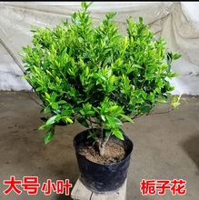 小叶栀子花盆栽老桩阳台带花苞棒棒糖型四季常青绿植浓香型独杆室