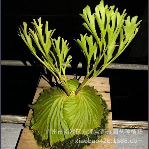 亚洲猴脑鹿角蕨