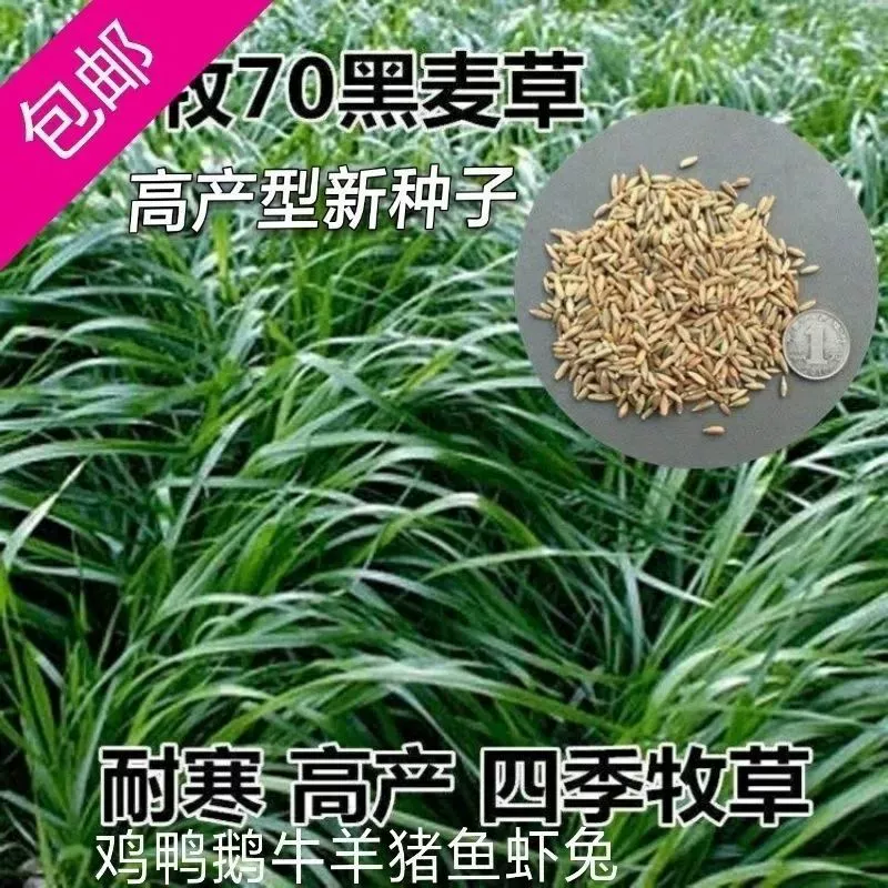 Зимний скот 70 семян ржаной травы