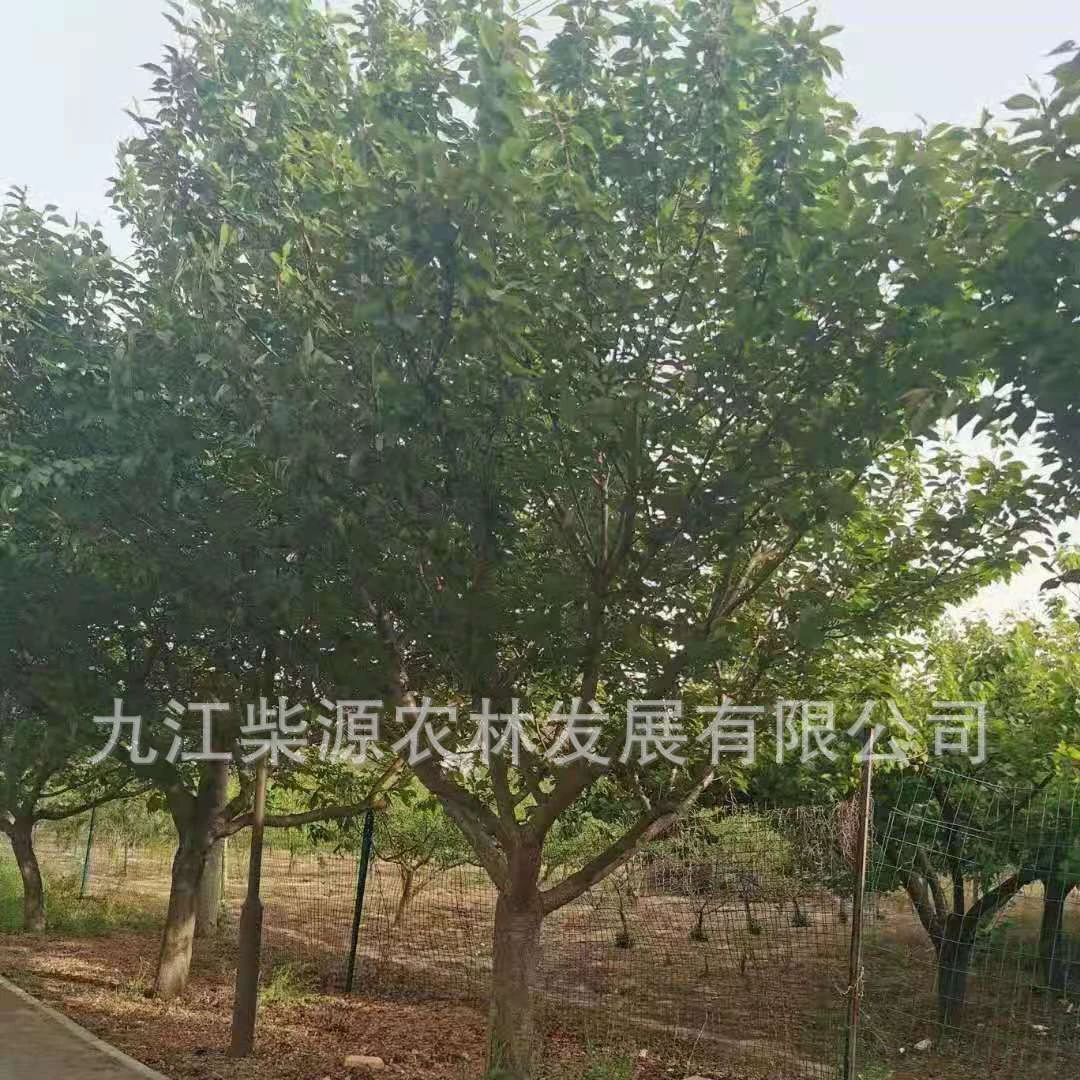 Поставка вечерней вишни 5cm вечерняя вишня 10cm вечерняя вишня 13cm вечерняя вишня 15cm вечерняя вишня 18cm