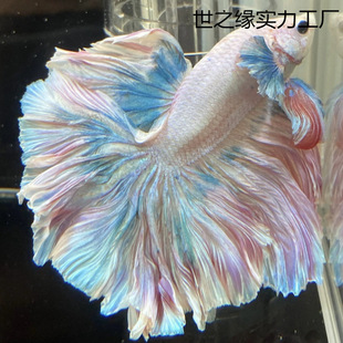 ���~̩������Ꭷ��Ů�鼆С�ͼ��װ��������^�p�~���B�ͻ�羳