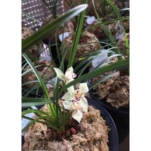 �����_������Ʒ�m���紺�mɏ���m����ɡ��̨ͥԺ�Gֲ�辰