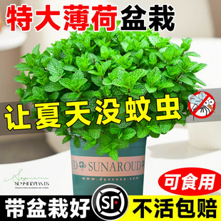 �������Կ�ʳ���ش�̖�҃��~�ѷN���Ե����ļ����Bˮ����þGֲ��