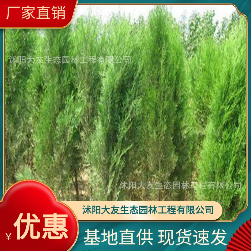 База Оптовая Продажа Саженцы Platycladus orientalis Саженец Живописный район Ландшафтный дизайн Дорога Сад Инжиниринг Озеленение Рассады