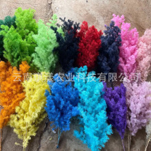 云南蓬莱松diy花材雪松花束搭配物会所客厅居家装饰材料天然压花
