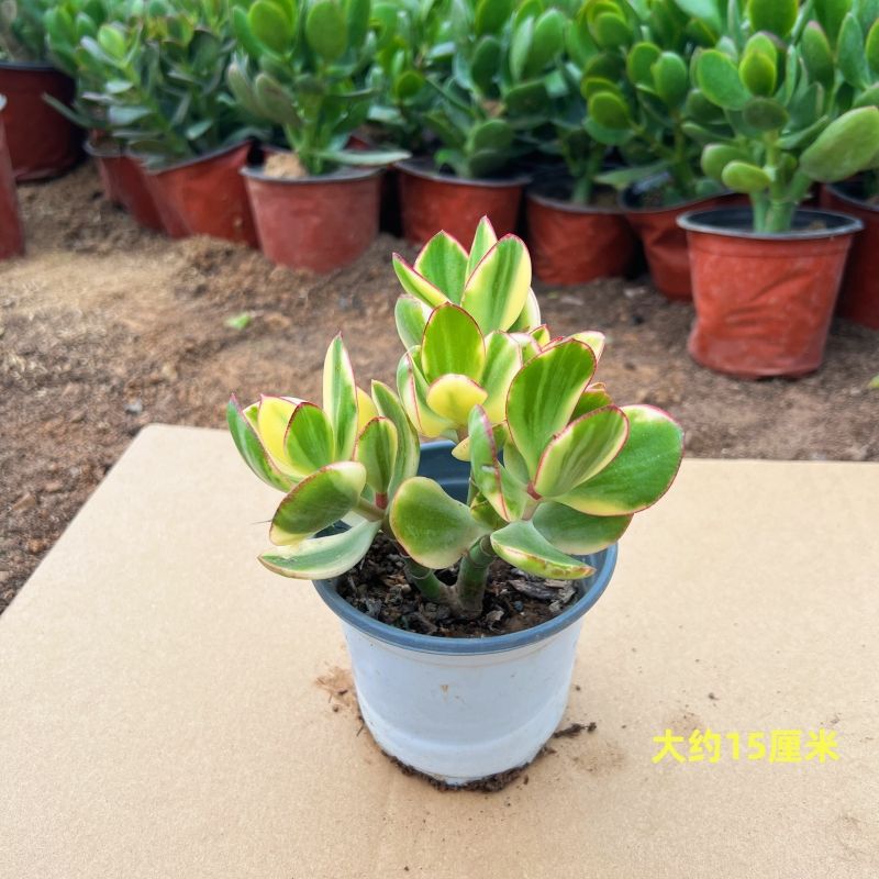 멀티헤드 플라워 문 브로케이드 1인분