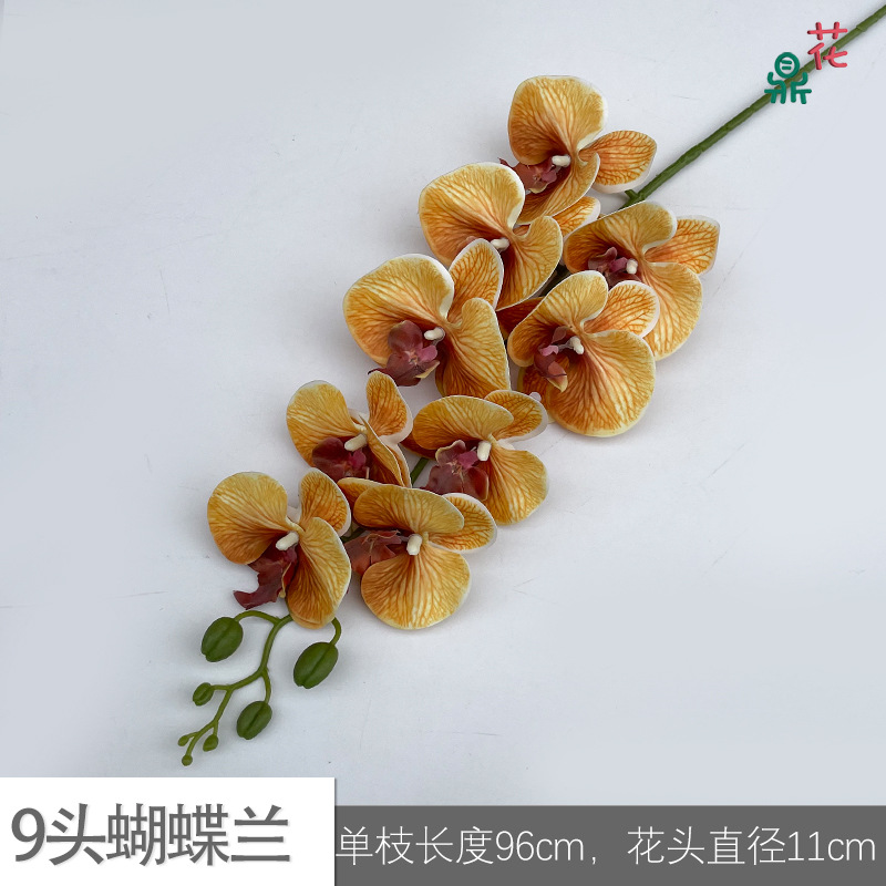 9 phalaenopsis GFG #30 다크 브라운 코어 옐로우
