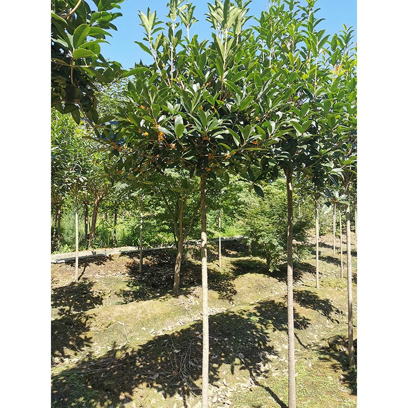 Dangui Jingui Корица Кассия Август Кассия домашнее Садоводство частный сад османтус в горшках небольшие деревья османтуса