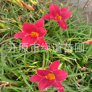 ���l�޸��ر����� ��������ݷN�� �t����ݻ��� �t������ݱ���