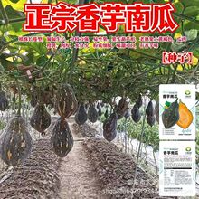 香芋南瓜种子正宗粉糯甜香高产搭架爬满地蜜本四季蔬菜小南瓜种子