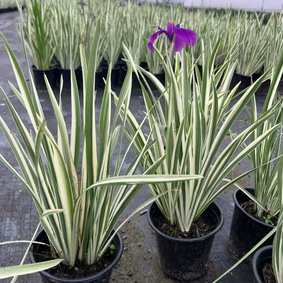 Цветок и лист нефрита цикады Цветочные питомники оптовая цена происхождения многолетние водный покров Листва Цветочные растения