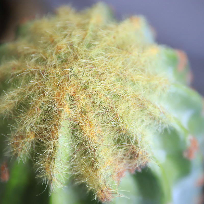 新款沙漠系列仿真仙人掌仙人柱仙人球熱帶沙漠仿真量天尺植物盆栽