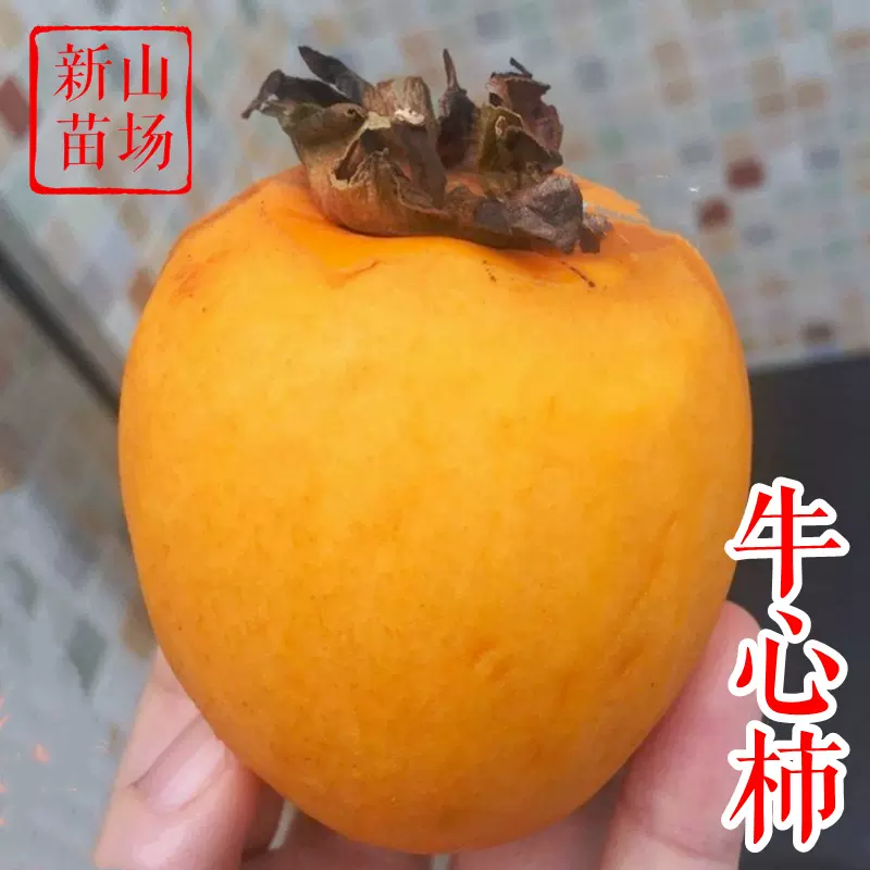 牛心柿苗 方柿树苗 鸡心柿小火罐火晶西村早生禅寺丸脱涩柿子苗