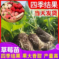 Четыре сезона клубники саженцы, сливки, саженцы клубники, саженцы клубники, посадка в теплице