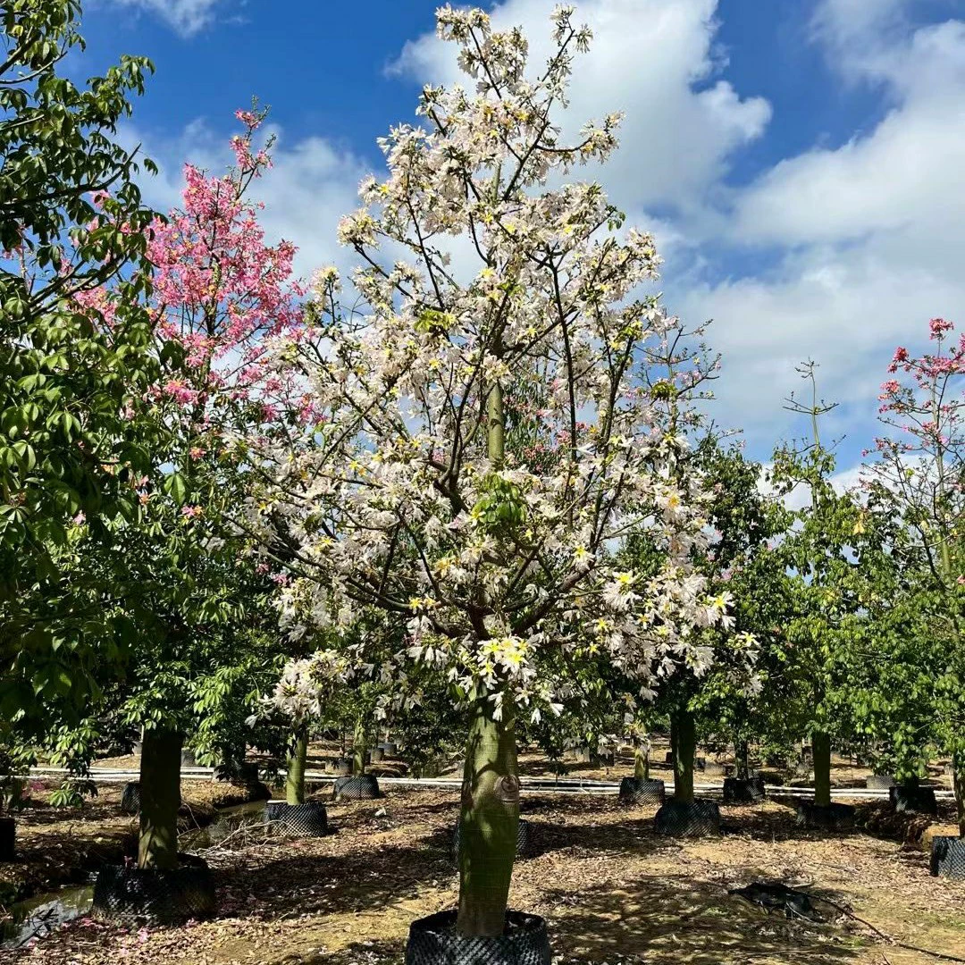 2212 база оптовая поставка белого цветка с большим животом капок 20-60 см