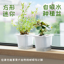 迷你阳台种菜盆窄小边缝种植盆家箱窗沿懒人自吸水花盆多肉槽治愈