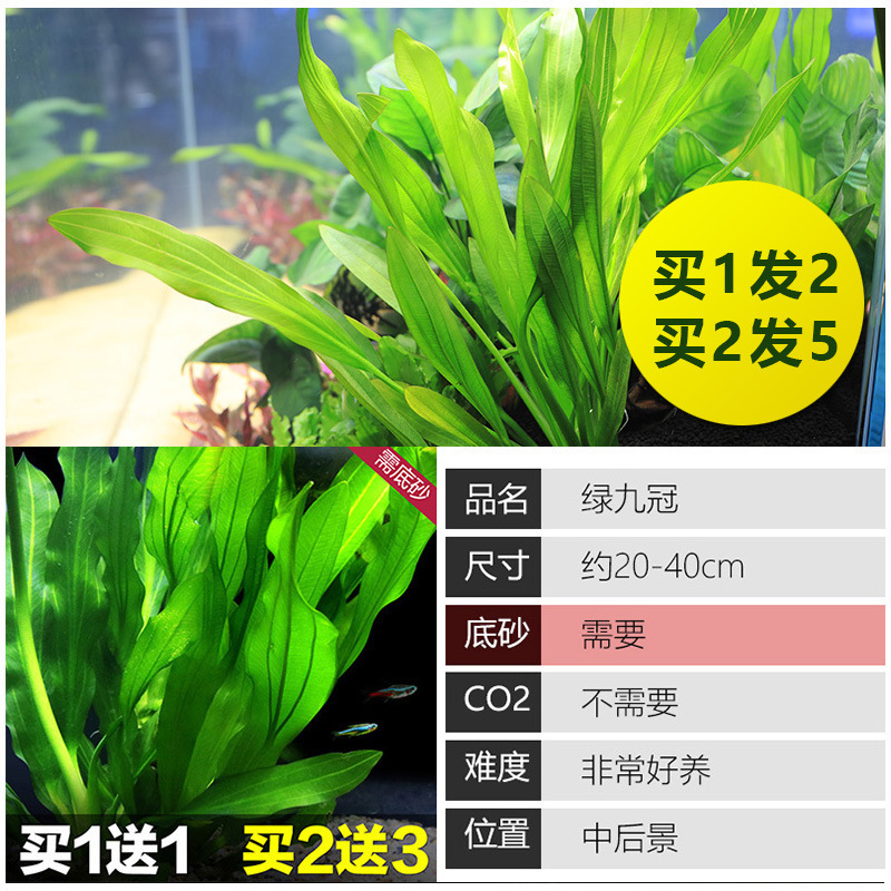 水槽造園パッケージ、水ヤシ、沈木、本物の水、淡水、無土壌植物、酸素化、低パール|undefined