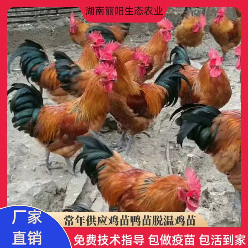 Прямые продажи цыплят с фабрики, цыплят-петухов с зелеными лапками и красным оперением, живых горных кур, простых в содержании и разведении, предоставляется бесплатная технология разведения.