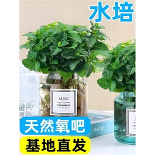 �������Կ�ʳ�Ù��ʱ������~�Ե����k���҃���ò�ˮ������ֲ��