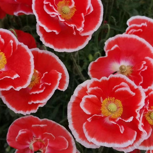 �M�ϻ��N�Ӹ�ɣ����˹�հ��ղ�̫ꖻ�ʯ�����տ���ͥ�@ˇ�^���