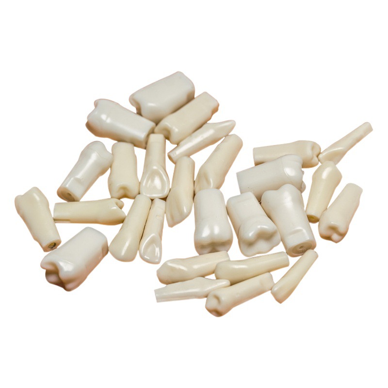 Transfronteriza práctica examen oral preparación del grano del diente molde del diente Diente de grano suelto diente dental modelo de apertura de pulpa diente