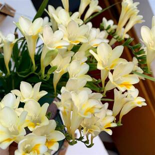 Imported Double-Flowered Freesia Blooms in All Seasons and Is Easy to Grow. Fragrant Snow Orchid Bulbs Are Potted Florals and Plants