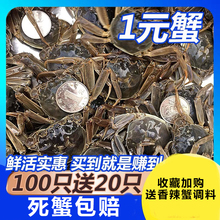 活蟹100只送20只鲜活满黄1一元蟹河蟹小闸蟹小螃蟹小蟹公母包邮