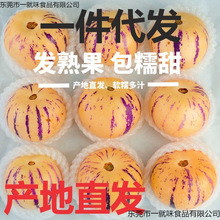 石林人参果新鲜水果斤大果黄肉云南人叁果树上熟人生果圆果整箱