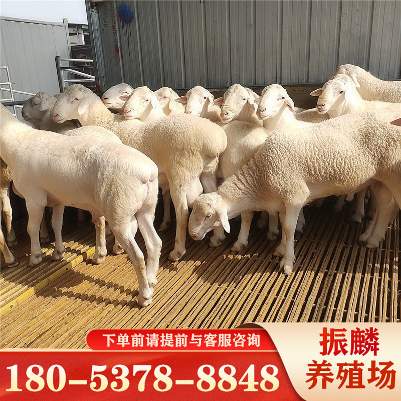 山东杜泊绵羊养殖场出售 杂交杜泊绵羊羔 怀孕母羊多少钱一只-阿里巴巴