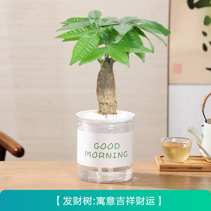 돈나무(부와 축복을 불러오는 것)