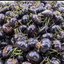 ���r���L�r��������ϼt�������r�Fժ�������ˮ��֩����������l