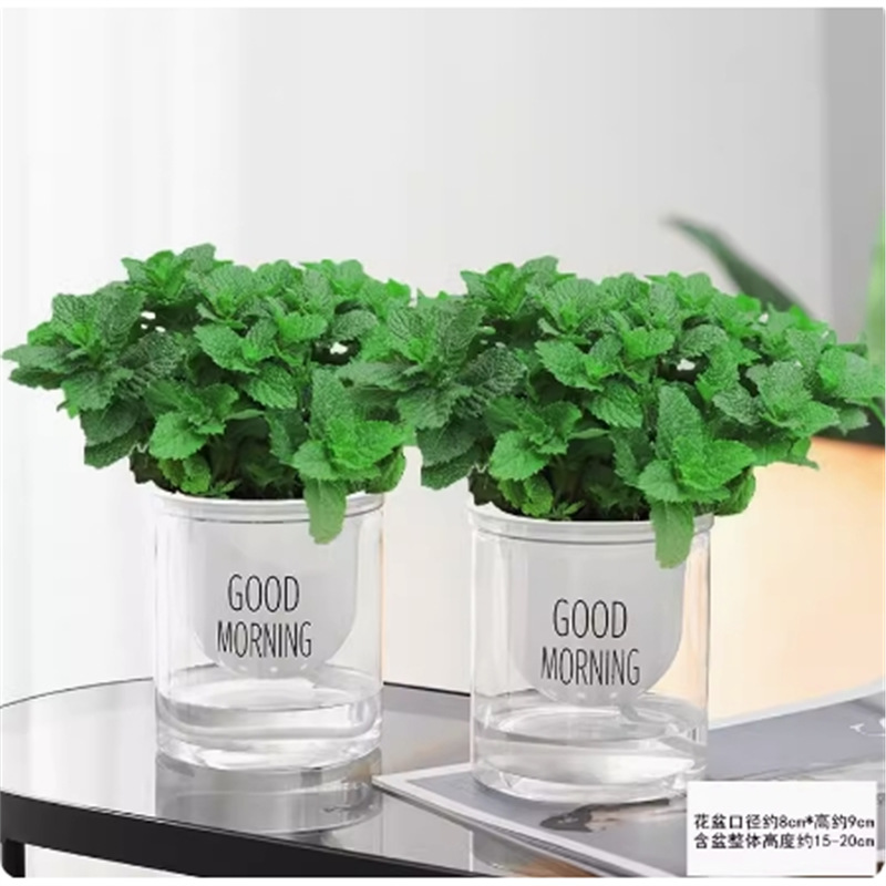 Original soil mint + water-absorbing basin + fertilizer [two pots]
