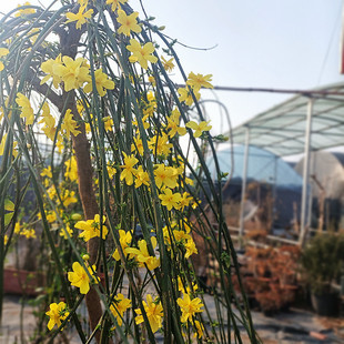 ӭ���������辰�ߗU̽����ͥԺ������Ԯ���ٴ�����܈󴺻�ֲ��