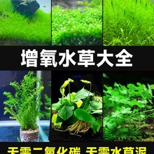 ���~�ס�����ˮ��ֲ����������ˮ�|�~��ˮ��ֲ������쾰�ײ�