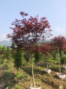 �����t�� ��ë�� �ձ��t�� 4-6���ִ�������