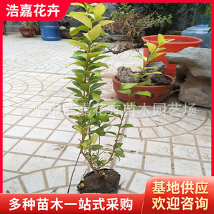 �̓r�����l���~Ůؑ ���~Ůؑ��   �G�hɫ�K��ľ ���ݽ��~Ůؑ