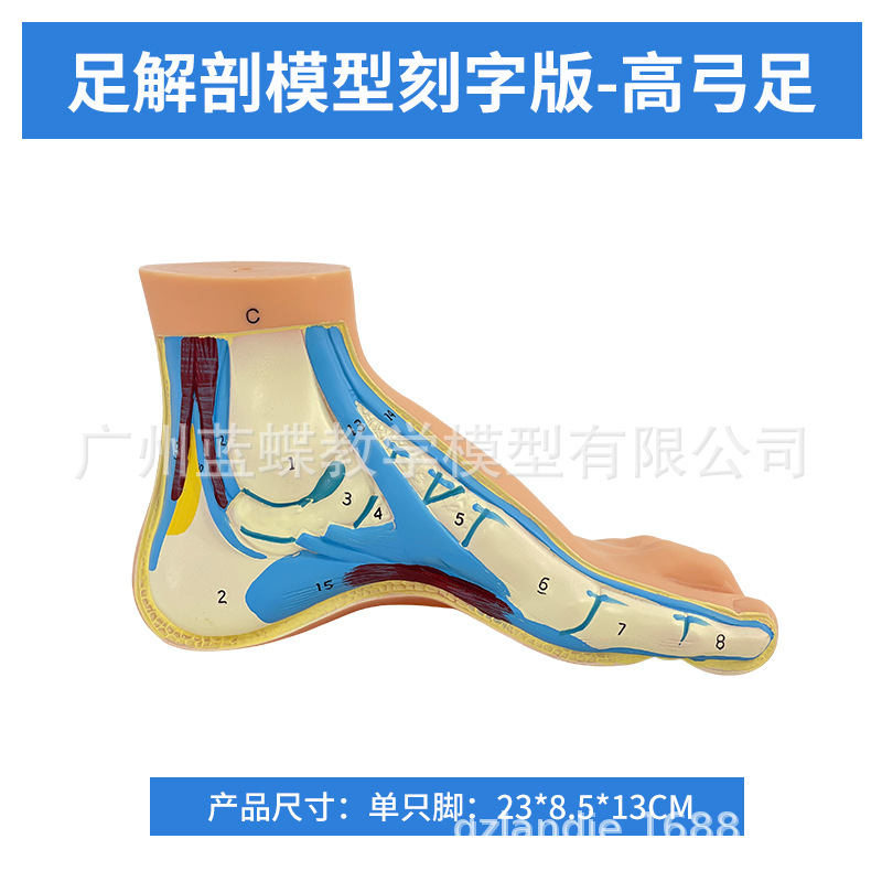 ��ѧ�����������ƽ�㹭����߹��� �㹭�㲿����������ʽ�ģ��