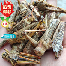 ��ș�Ļ��x��Λ�Ƹ�500�˵��� ����x�� ���и��N�����B��ϰ��]