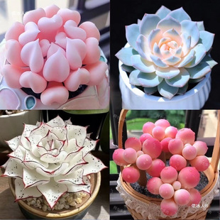 ¿ֲԽMςӰۼtֺBͺk