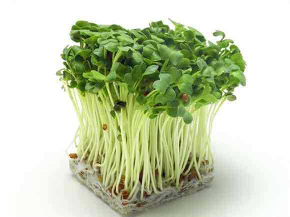 汕研四季蔬菜青豆现摘青菜鲜香味萝卜苗种子1斤装