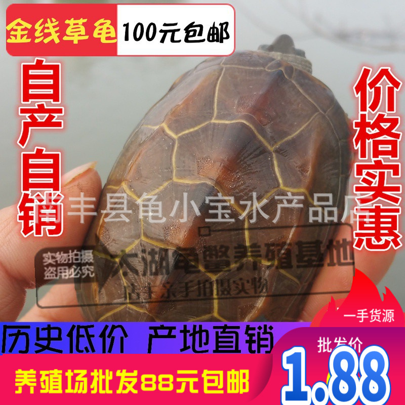 Waitang size Chinese turtle Longevity Turtle golden line turtle seedlings black turtle turtle three line grass laying grass turtle wholesale Waitang size Chinese turtle Longevity Turtle golden line turtle seedlings black turtle turtle three line grass laying grass turtle wholesale