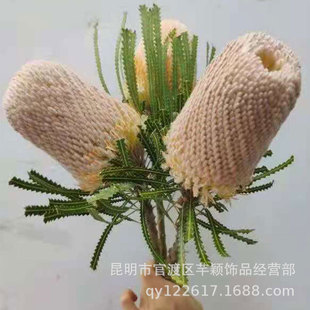 ���l���ľ�ɻ� ���ľѩ�q���������ɻ���Ȼֲ��߿�ľ���Ļ���